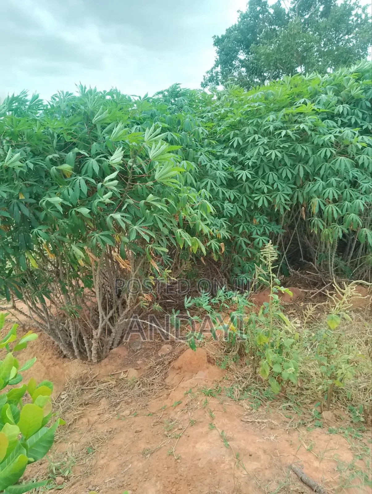 30 Acres Farmland For Sale in Malindi