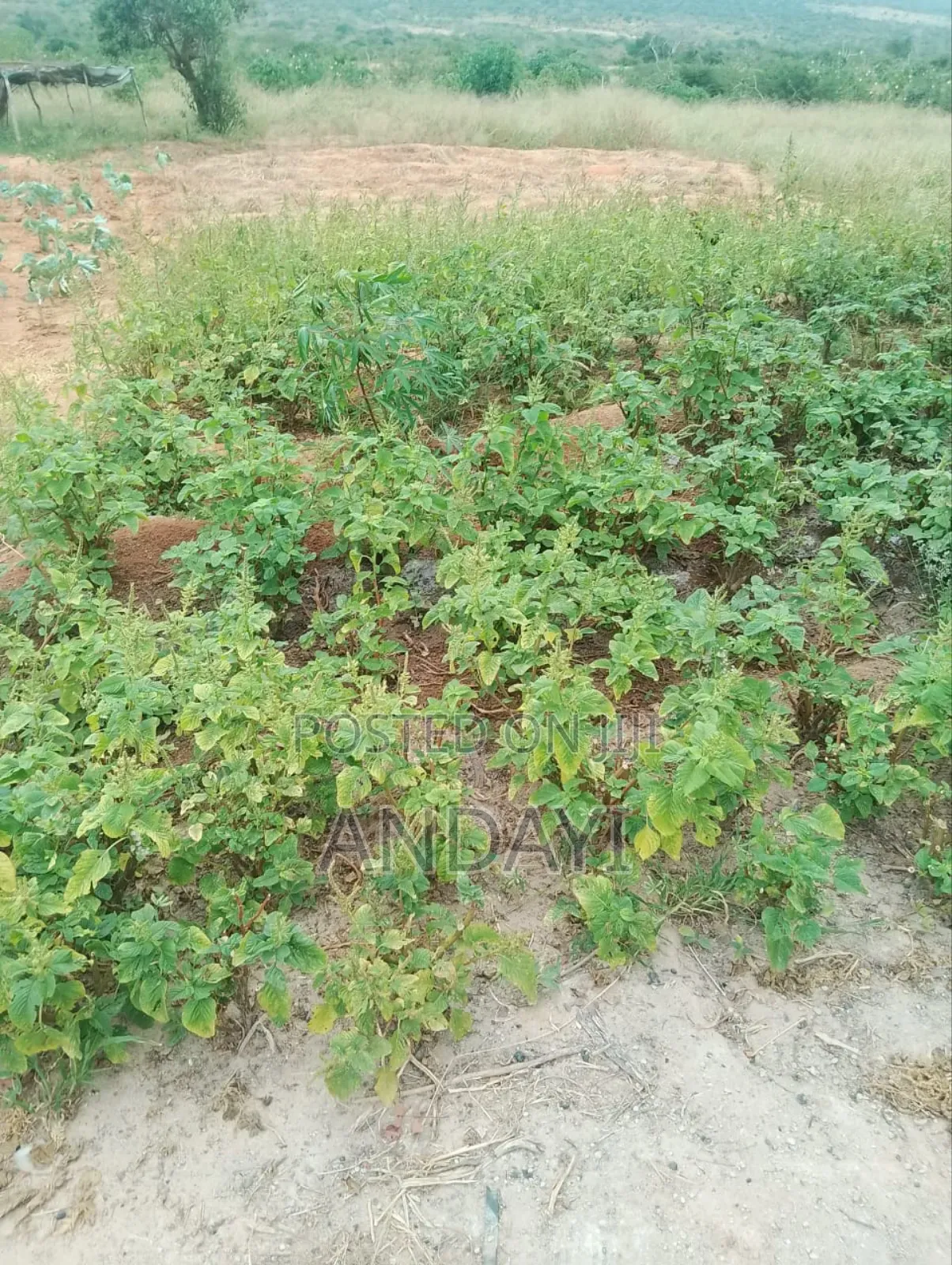 30 Acres Farmland For Sale in Malindi