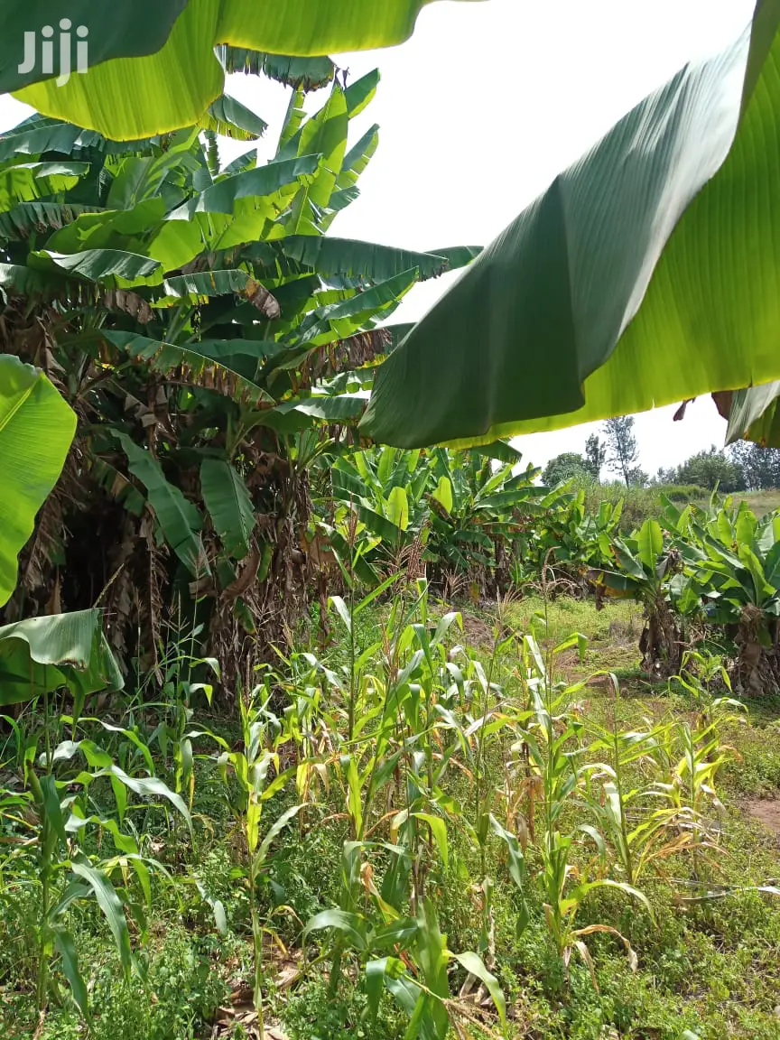 7-Acre Farmland in Muranga: Prime Property in Maragua in Township G