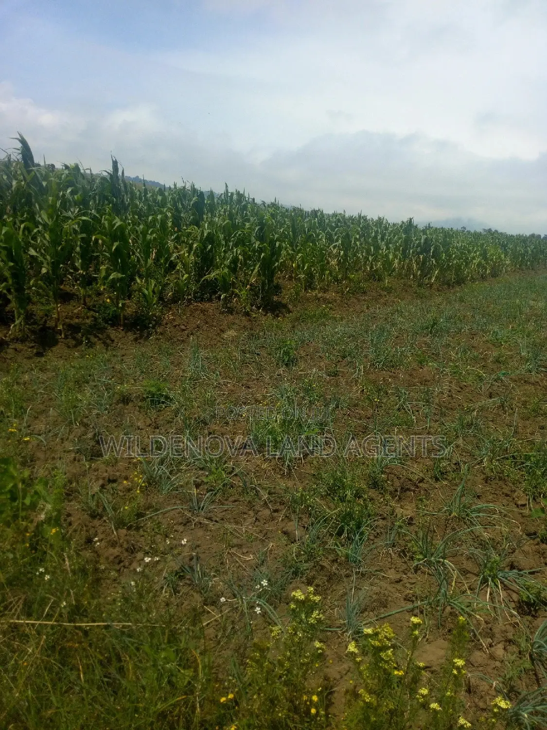 2-Acre Gem for Sale in Munyu, Naivasha - Prime Investment Opportunity in Naivasha