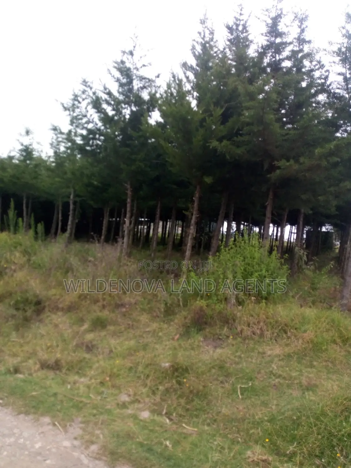 Kinungi, Naivasha - 50*100 Plot on Offer - Ideal for Residential or Commercial Development! in Naivasha