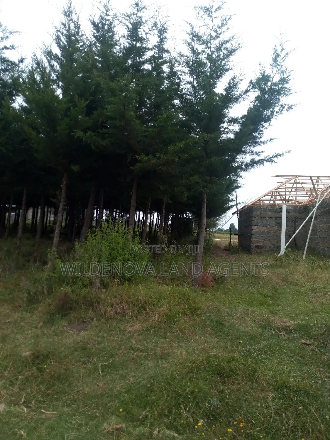 Kinungi, Naivasha - 50*100 Plot on Offer - Ideal for Residential or Commercial Development! in Naivasha