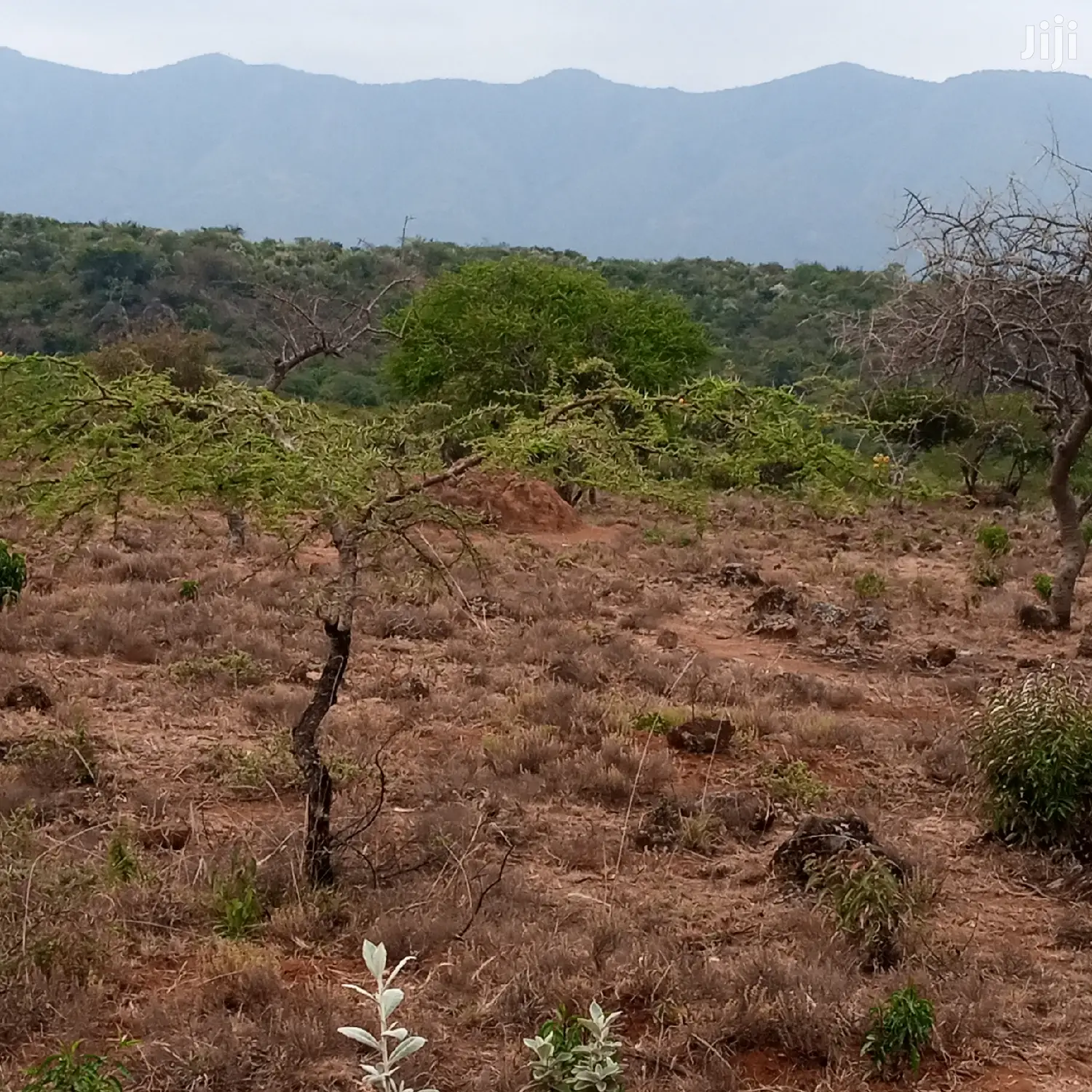 Three-Acre Plot in Oloishobor: Priced at 1.8 Million Per Acre in Kiserian