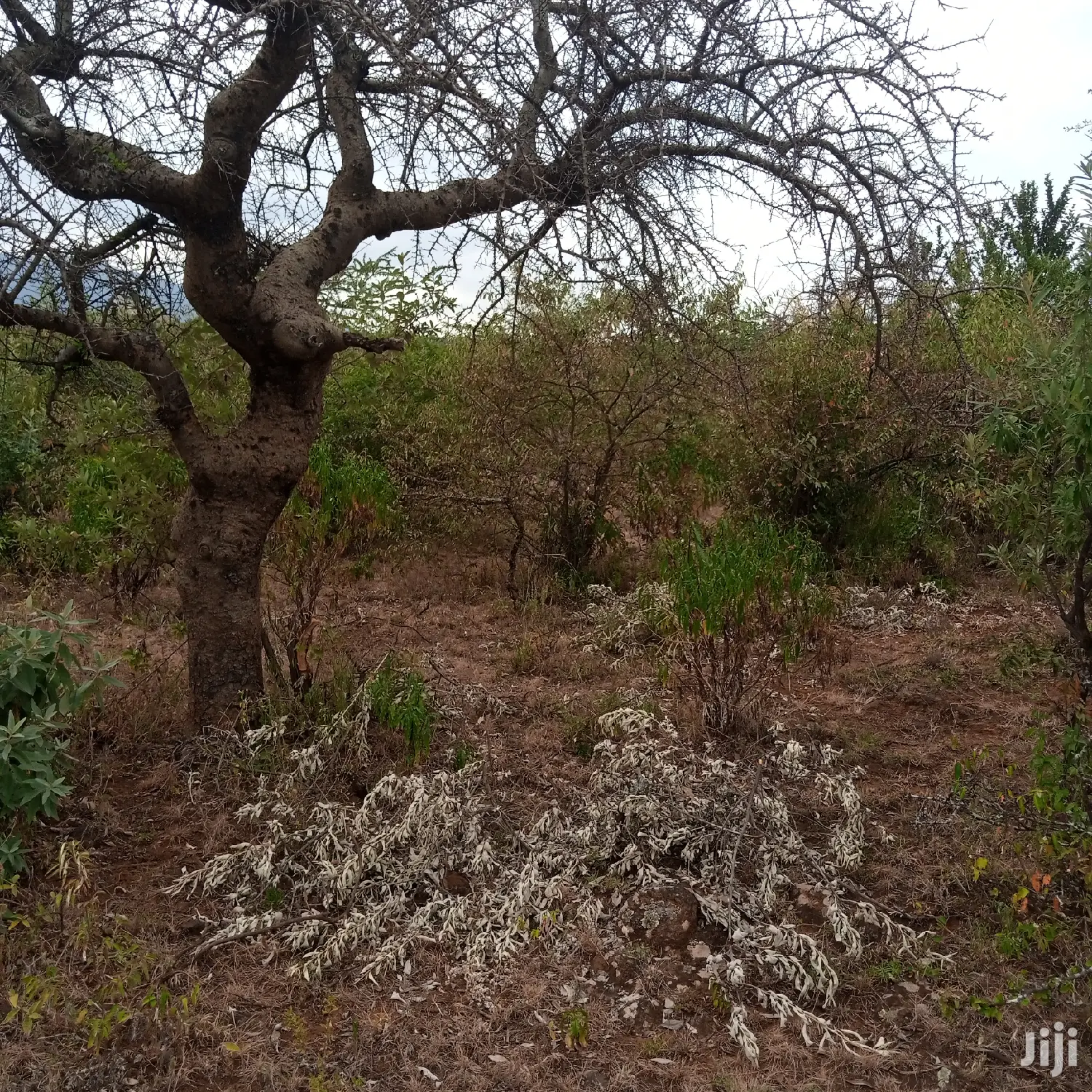 Three-Acre Plot in Oloishobor: Priced at 1.8 Million Per Acre in Kiserian