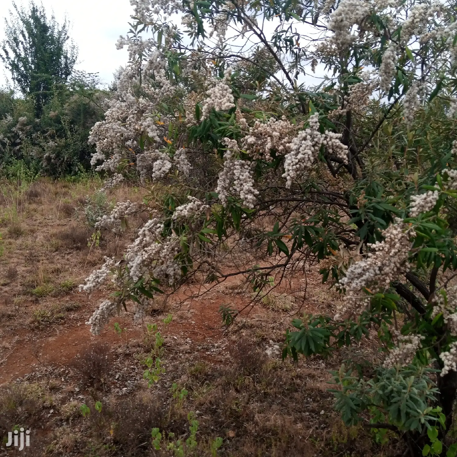 1 Acre Olkudate Farmland for Sale: 1.8 Million Per Acre - Don't Miss Out in Ngong