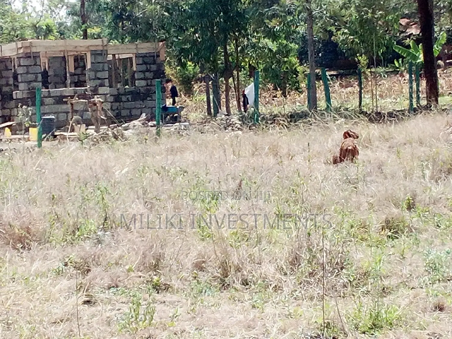 50x100 Plot for Sale in the Heart of Makuyu in Makuyu