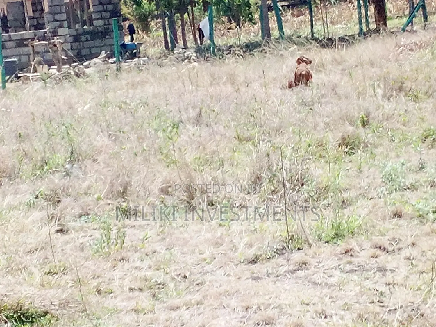50x100 Plot for Sale in the Heart of Makuyu in Makuyu