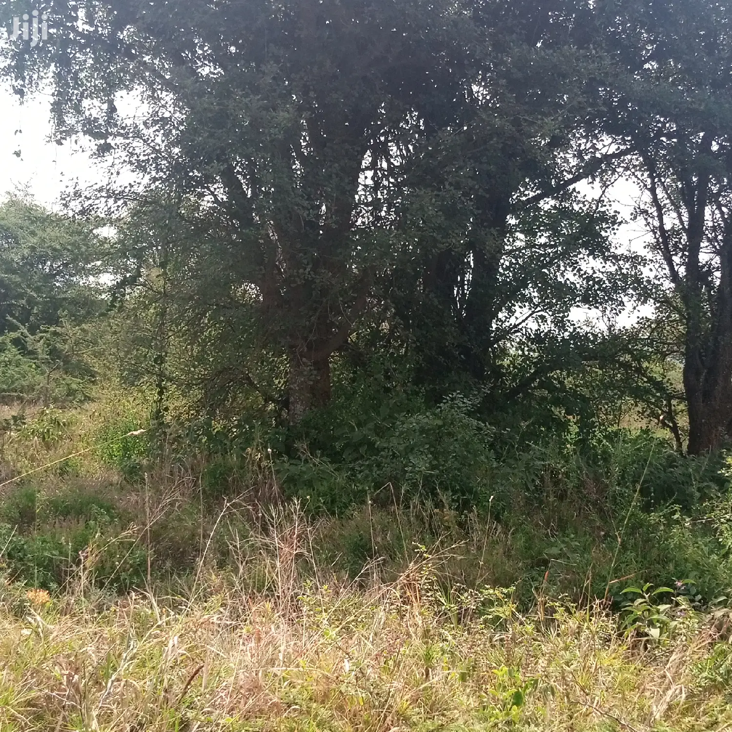 Prime 100-Acre Farming Land at Water Table: Opportunity for Agricultural Success in Kiserian