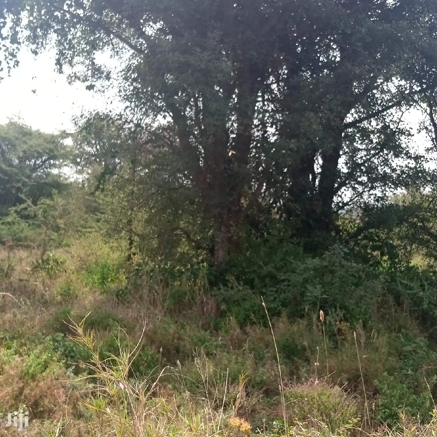 Prime 100-Acre Farming Land at Water Table: Opportunity for Agricultural Success in Kiserian