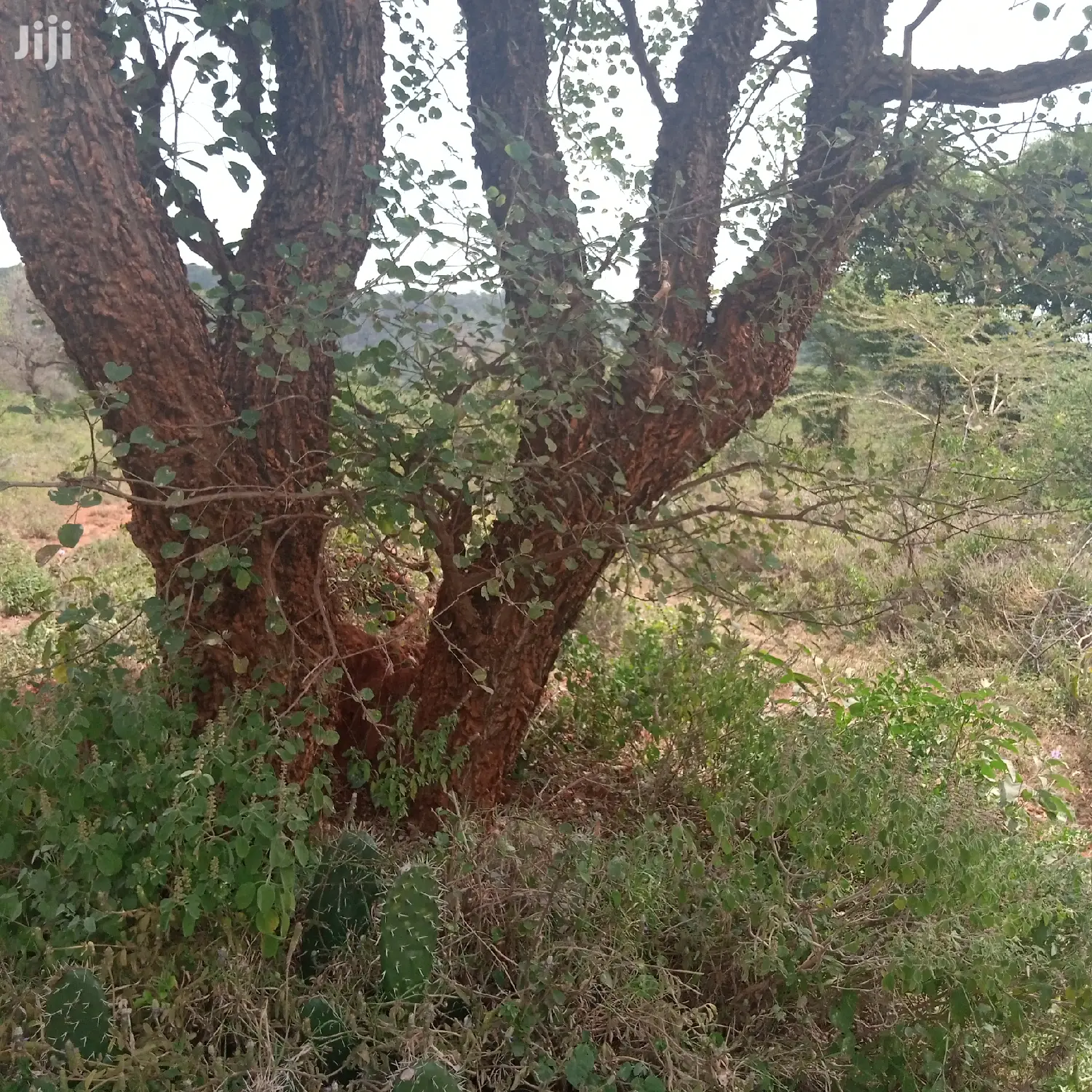 Prime 100-Acre Farming Land at Water Table: Opportunity for Agricultural Success in Kiserian