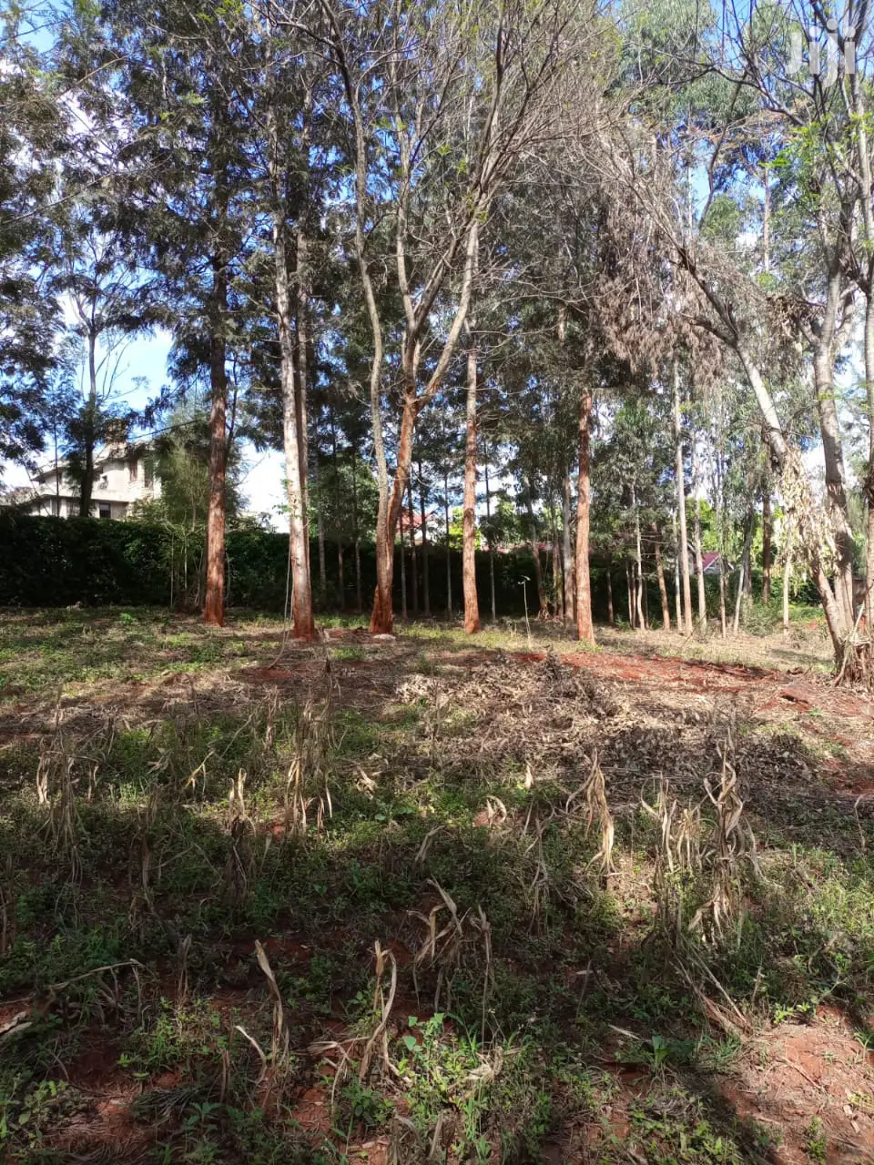 Prime Plots for Sale in Muthithi, Kiambu, Opposite Kist - Best Offer! in Township D