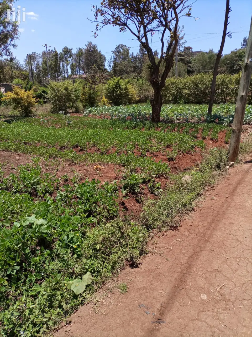 Ruaka Land for Flat Construction: 50x60 and 50x100 Plots For Sale in Ruaka