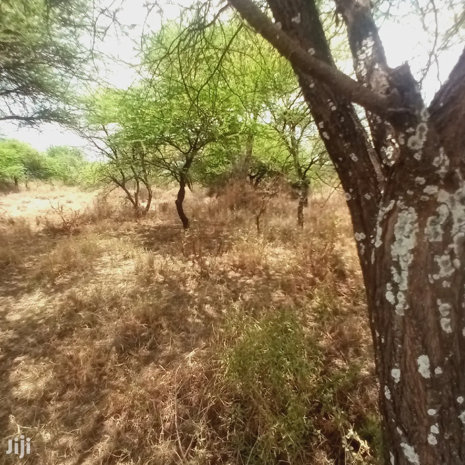 Prime 10-Acre Land along Tinga Najilei Road, Available at 450k per Acre in Ewuaso Oonkidong'I