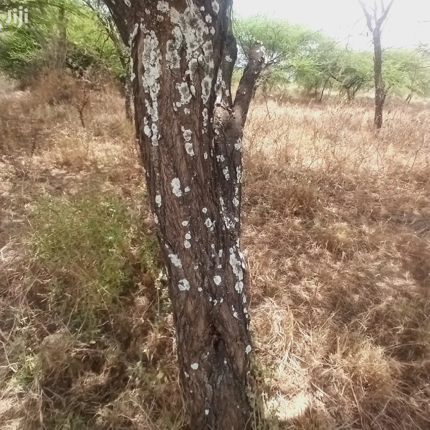 Prime 10-Acre Land along Tinga Najilei Road, Available at 450k per Acre in Ewuaso Oonkidong'I