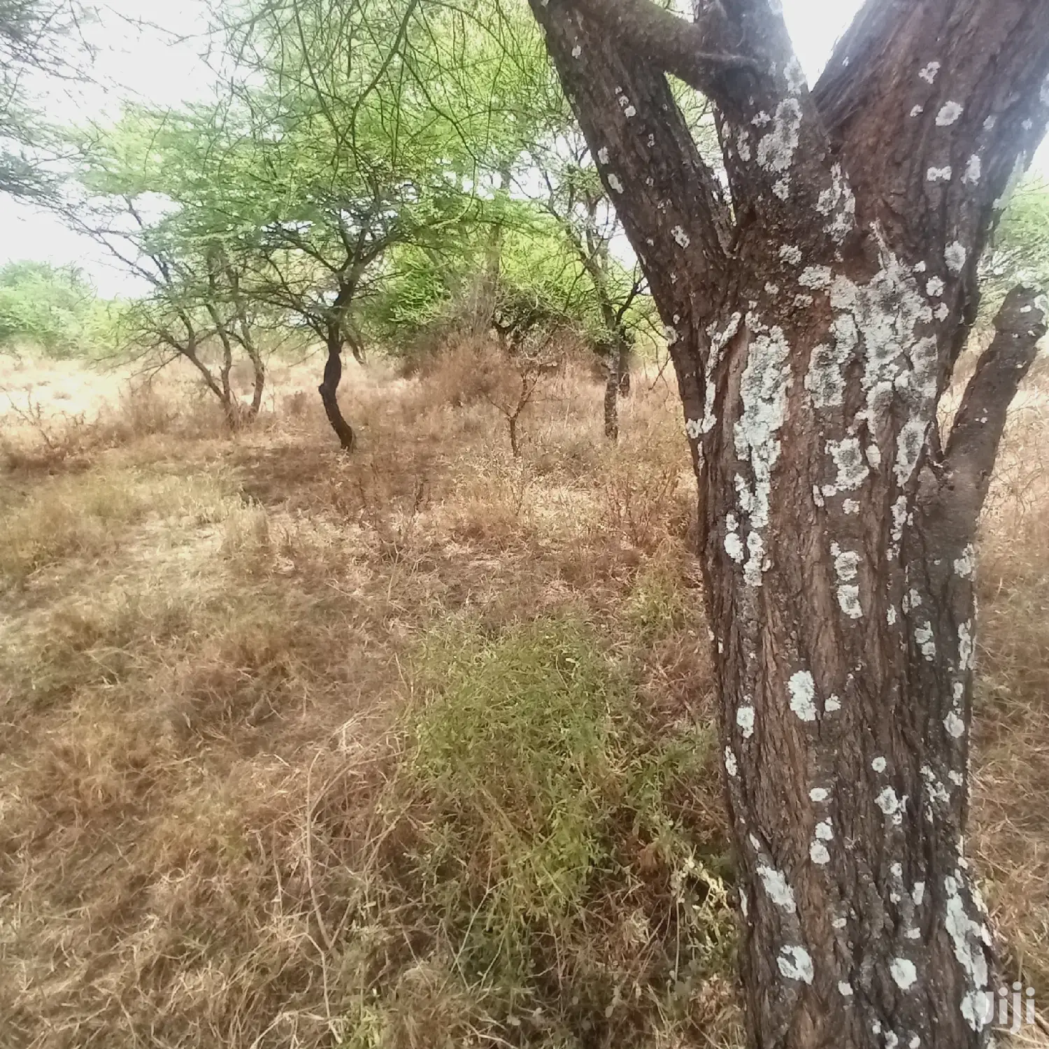 Prime 10-Acre Land along Tinga Najilei Road, Available at 450k per Acre in Ewuaso Oonkidong'I