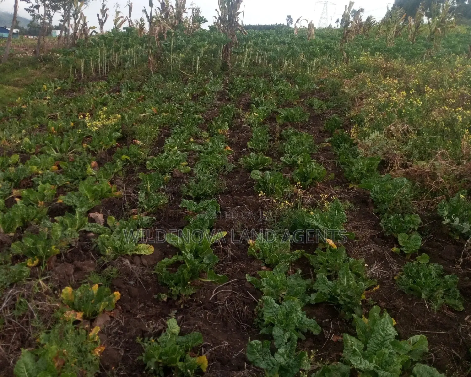 Quarter Acre Land Opportunity in Exclusive View Point Naivasha in Naivasha