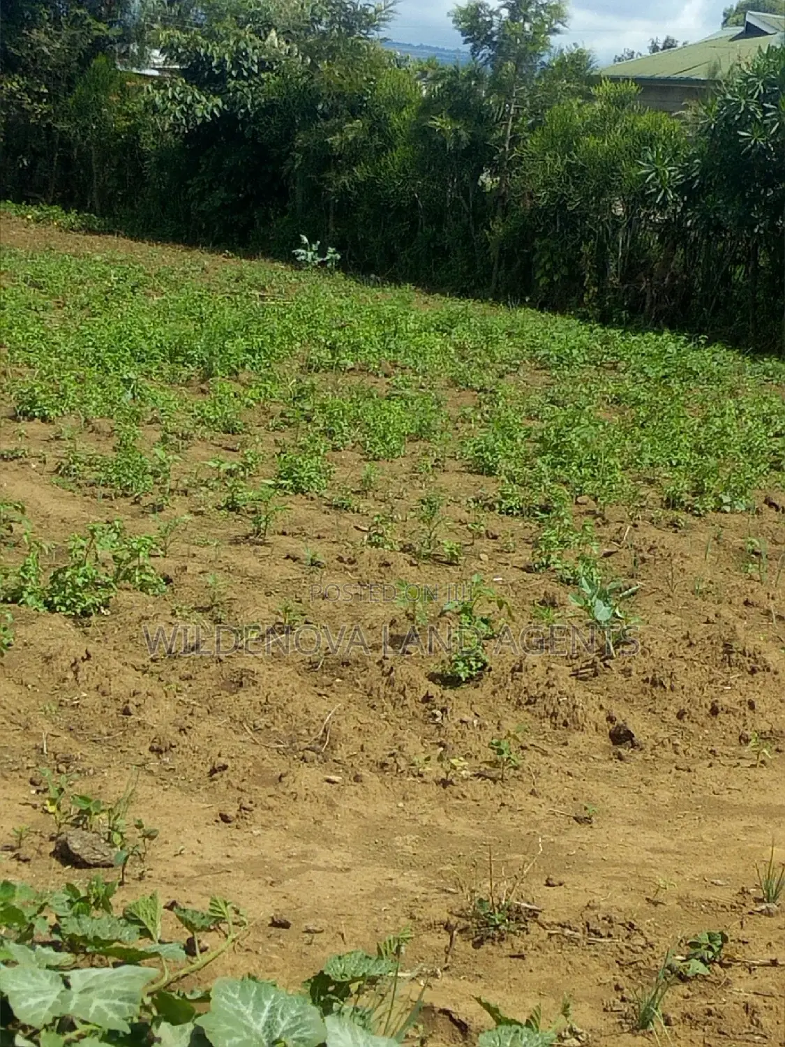 Buy Land in Kimende Kiambu - Perfect for Investment in Limuru CBD
