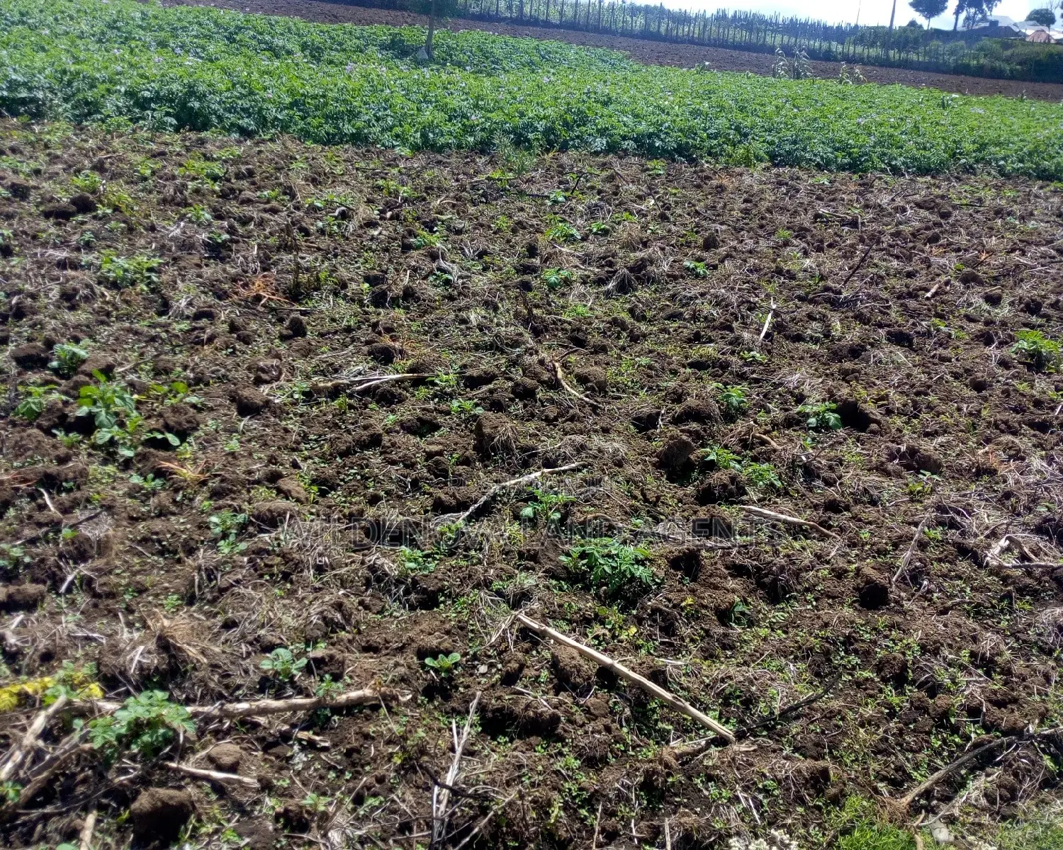 Plot Sale: Ihindu Naivasha Property for Sale in Naivasha