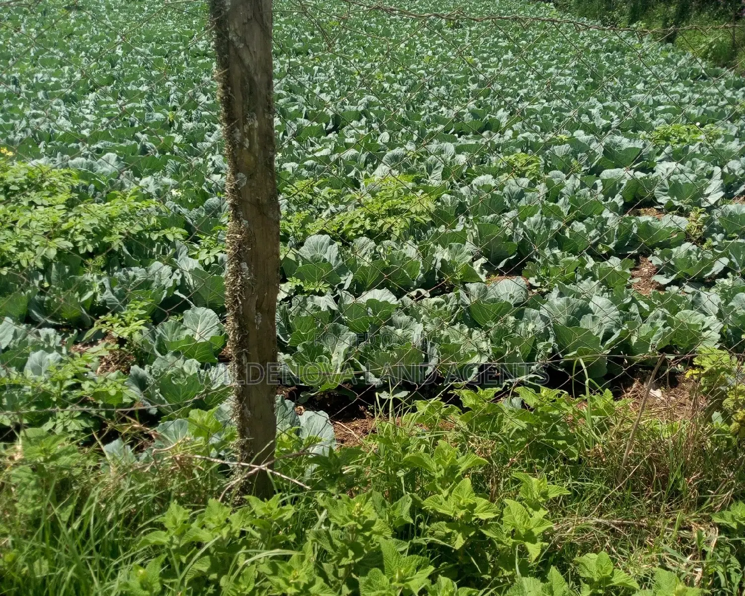 Land Purchase in Ihindu Naivasha - Quality Plots Available in Naivasha