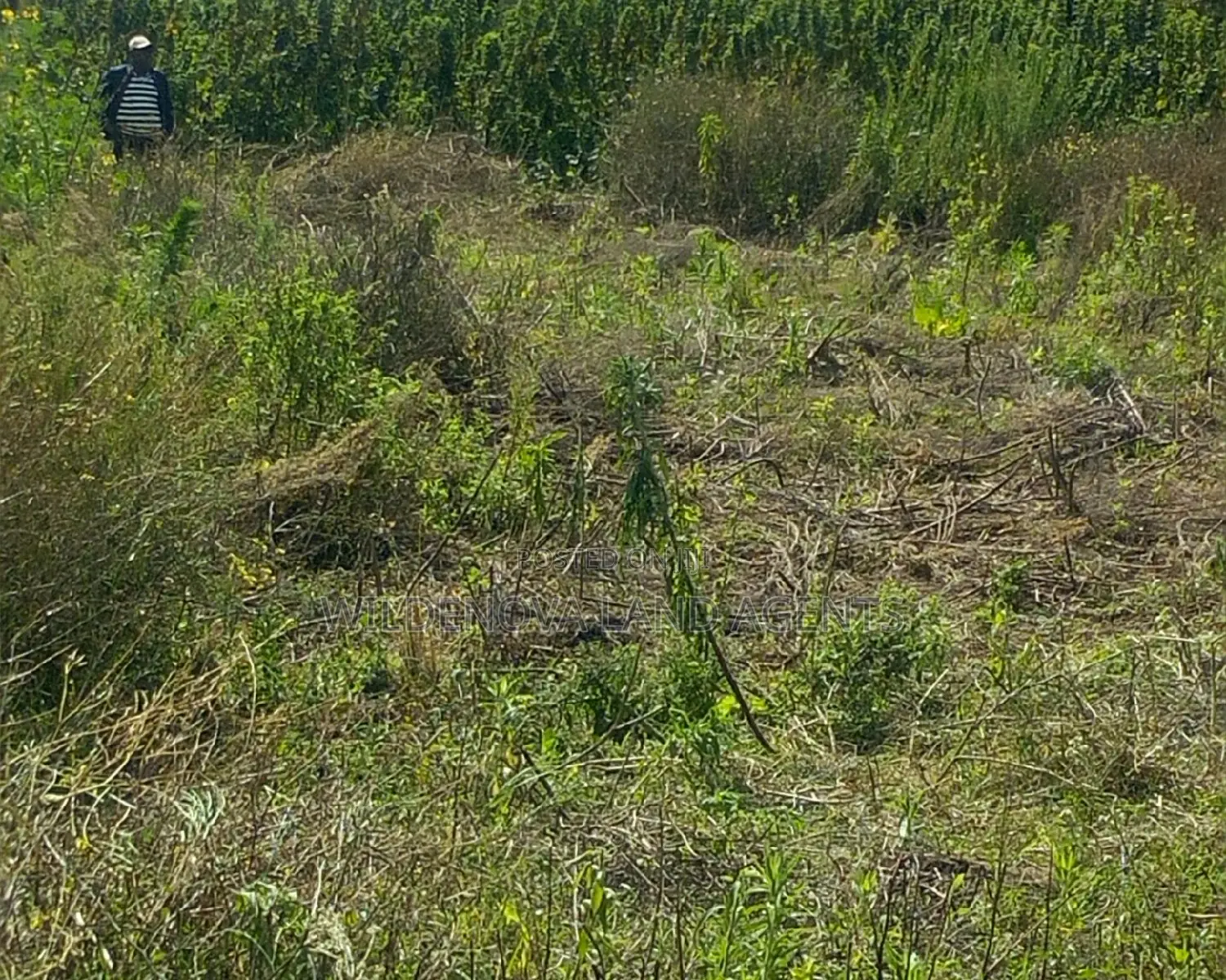 Land Purchase in Ihindu Naivasha - Quality Plots Available in Naivasha