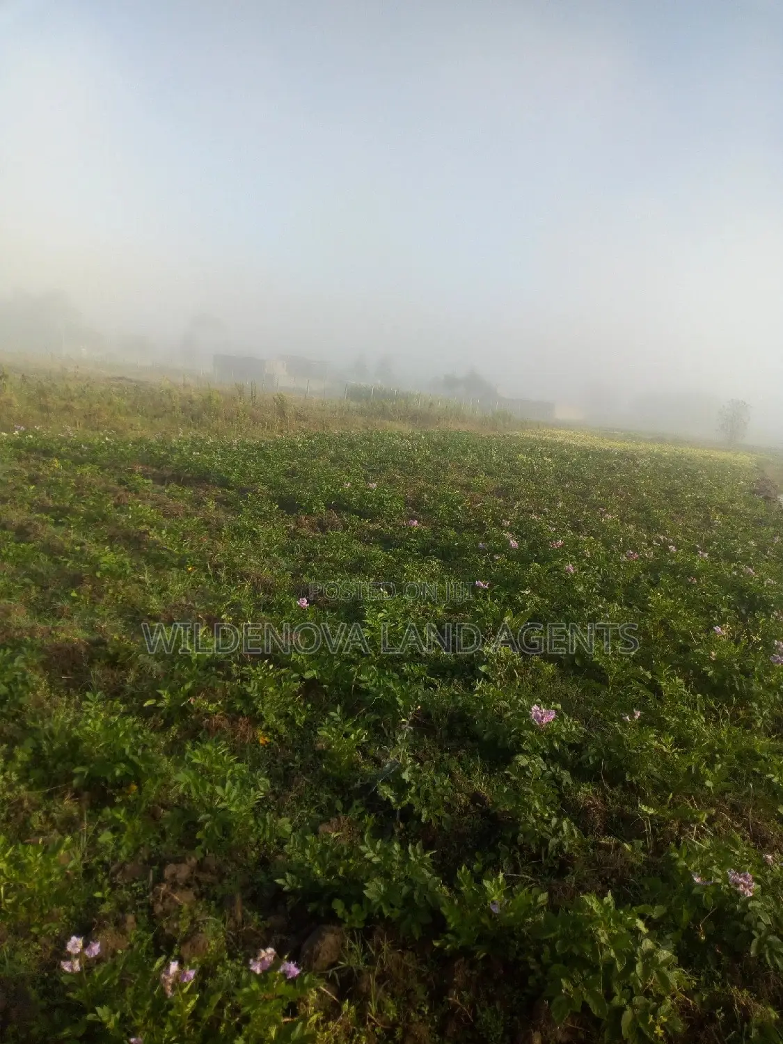Buy Plote Land in Mtonyora Kinangop at Great Prices in Magumu