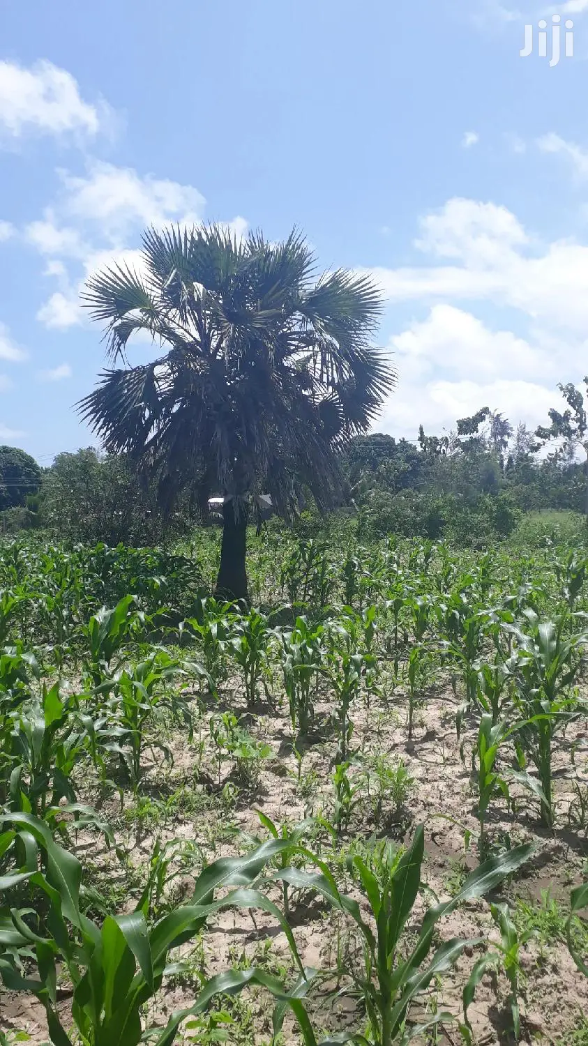 Quater Acre Plots in Mtepeni, Mtwapa - Seize the Opportunity Today! in Mtepeni