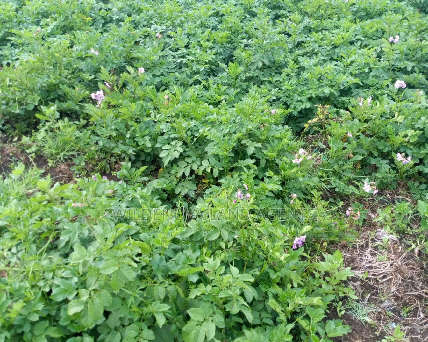 Land Plot Available in Mtonyora Kinangop in Naivasha