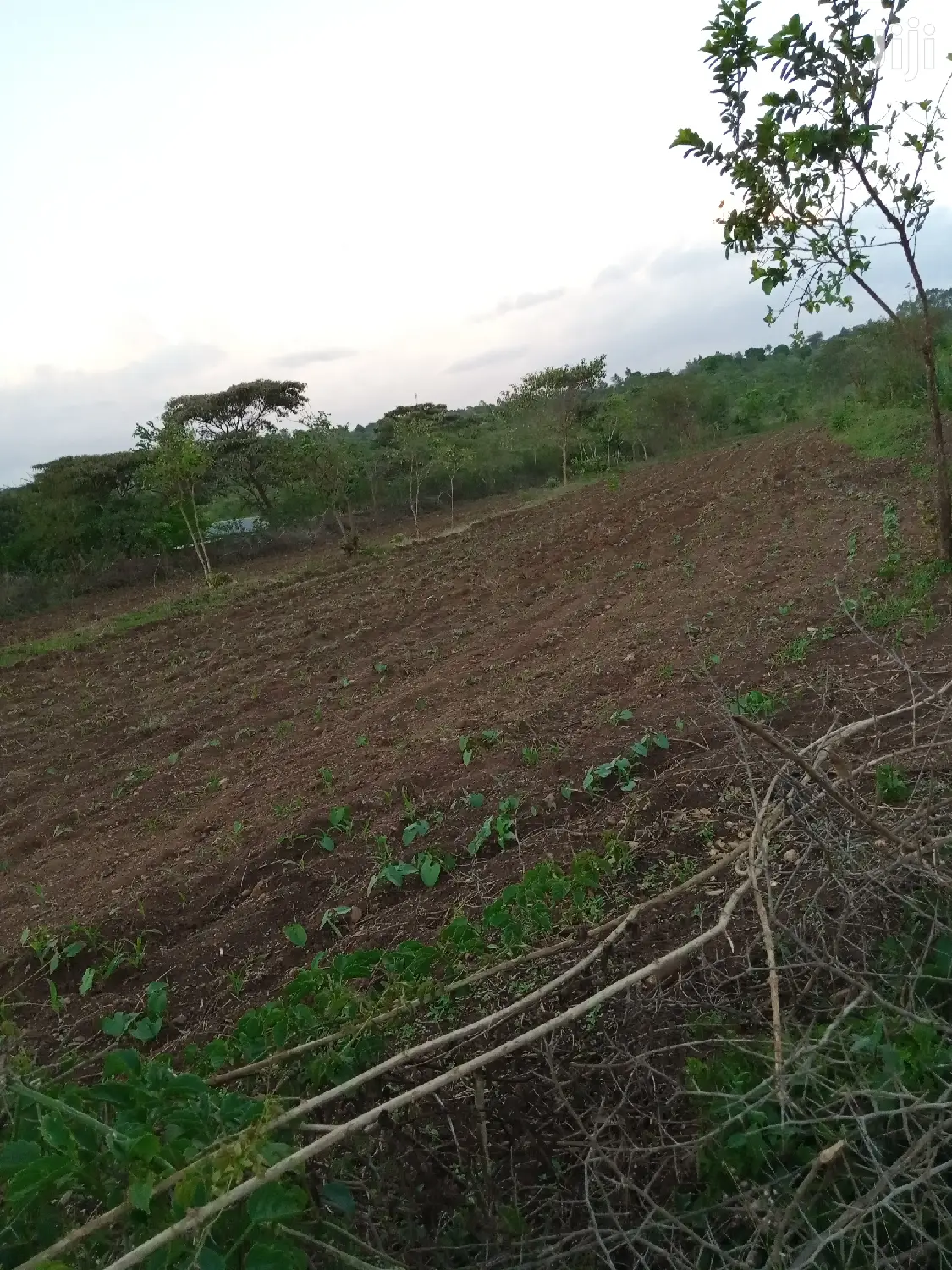 3-Acre Land in Masii Mbaani: Prime Location for Agriculture or Real Estate in Masii
