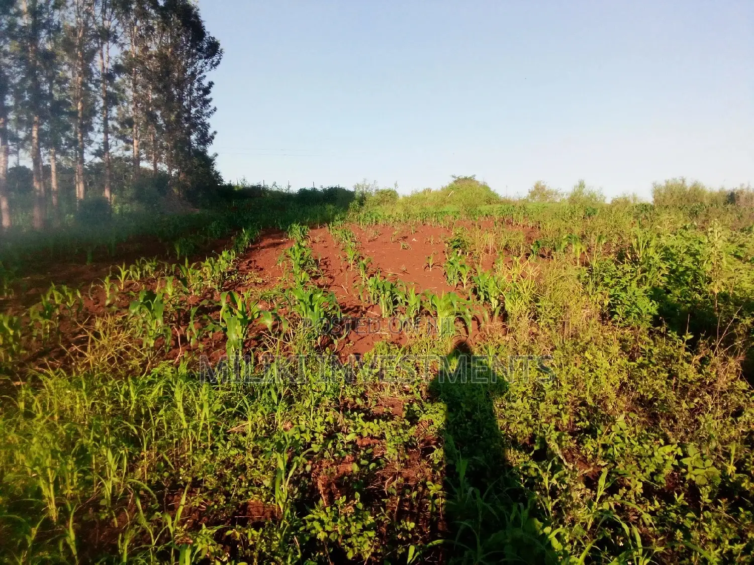 Kimorori Real Estate: 40x80 Plot For Sale - Seize the Opportunity! in Kimorori/Wempa