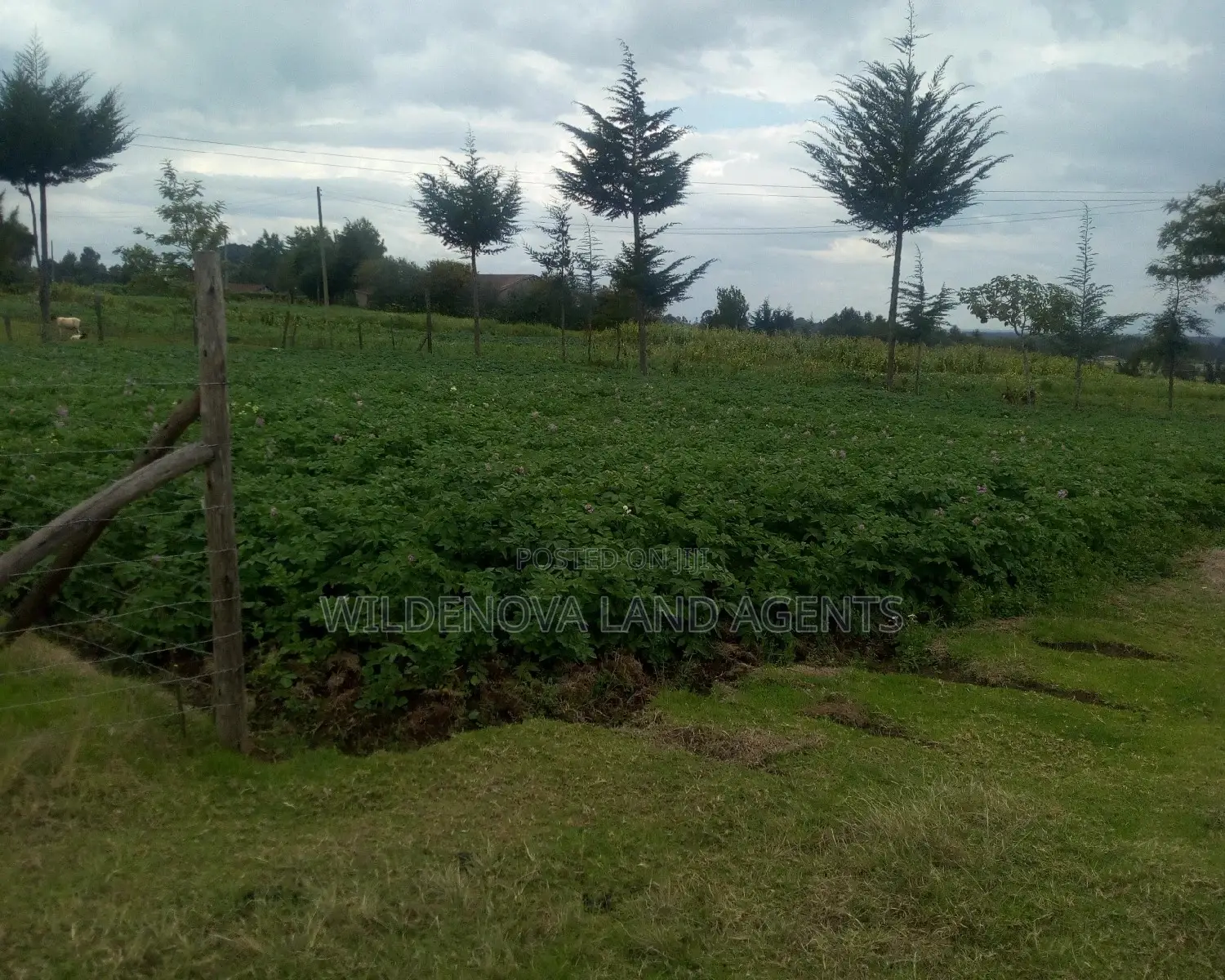 Mwendandu, Kinangop: Prime Plot Available for Purchase - Don't Miss Out! in Naivasha