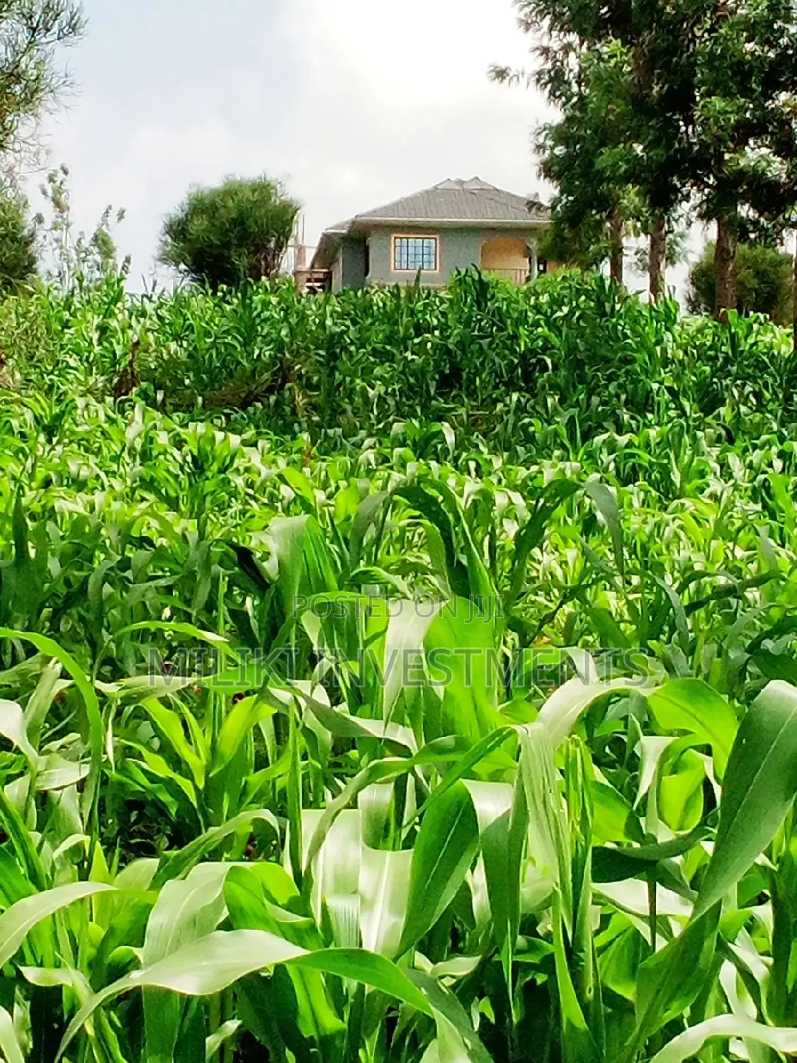 Prime 40 by 80 Ft Plot for Sale in Githanji/Kandara Investment in Nginda