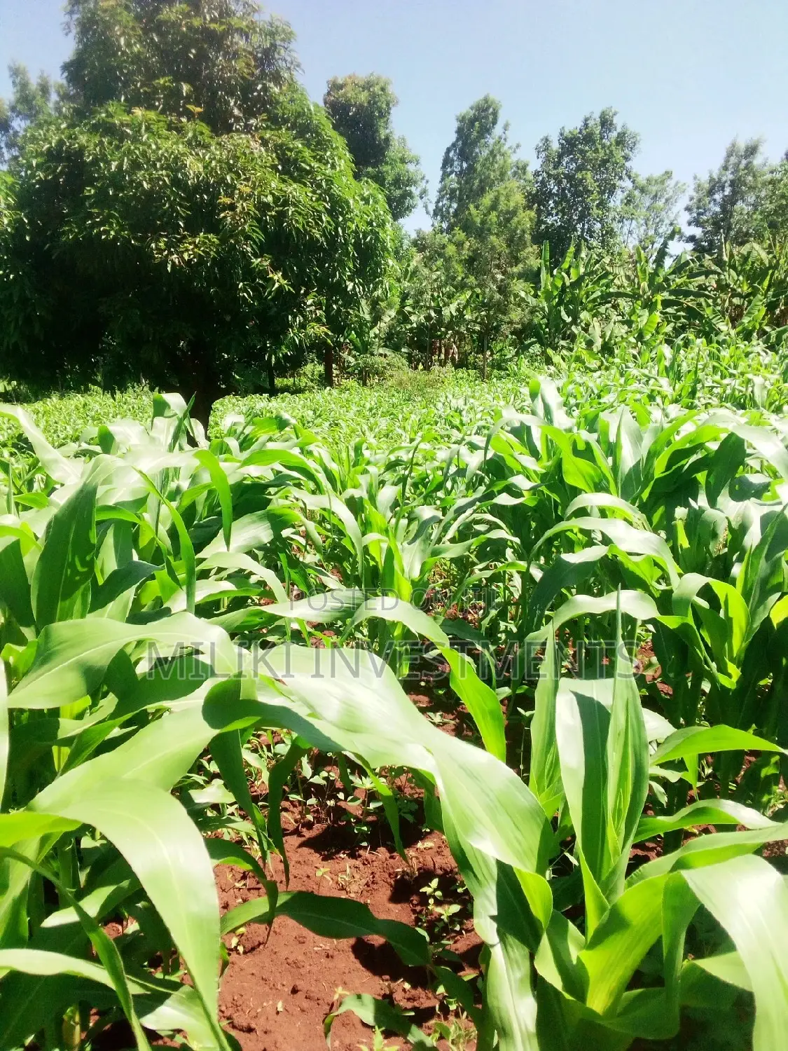 50 by 100 Plot for Sale in Kenol - Don't Miss Out on This Prime Land! in Kimorori/Wempa