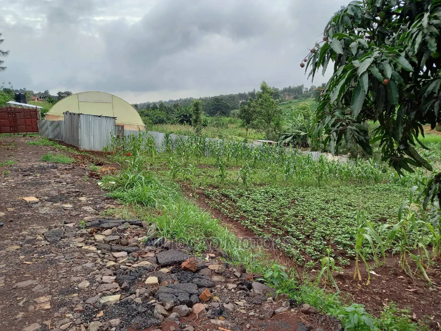 Spacious Residential Plot in Mugumo - Prime Location! in Nairobi Central