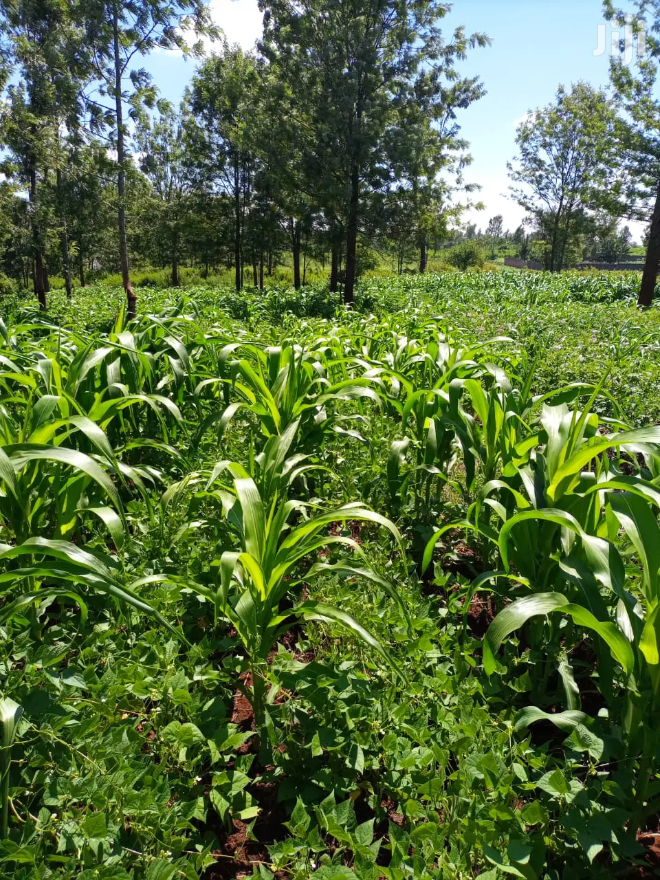 2.25 Acre Land at Maryhill School Available for Purchase in Makadara (Msa)