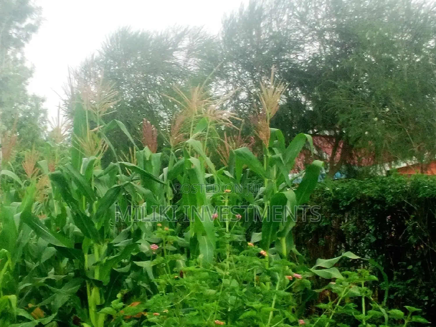 Half Acre Land Opportunity in Kenol-Kangangu in Kimorori/Wempa