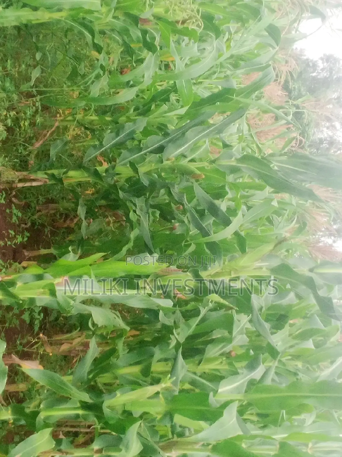Half Acre Land Opportunity in Kenol-Kangangu in Kimorori/Wempa