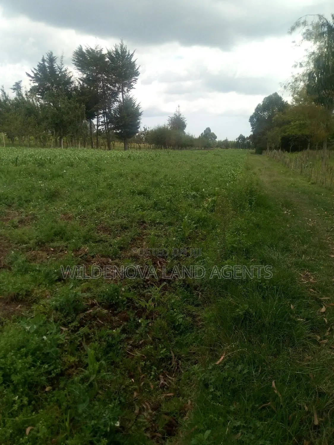 Mwendandu Kinangop Land: Buy Now at Unbeatable Rates in Magumu