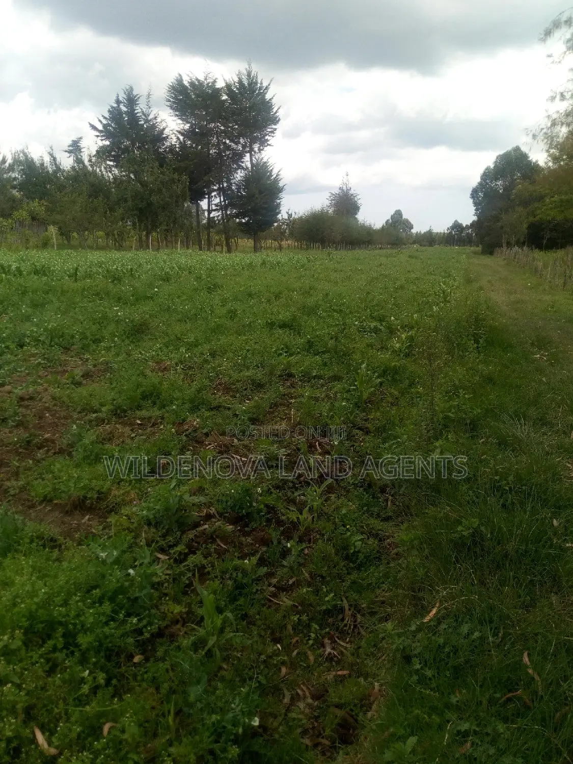 Mwendandu Kinangop Land: Buy Now at Unbeatable Rates in Magumu