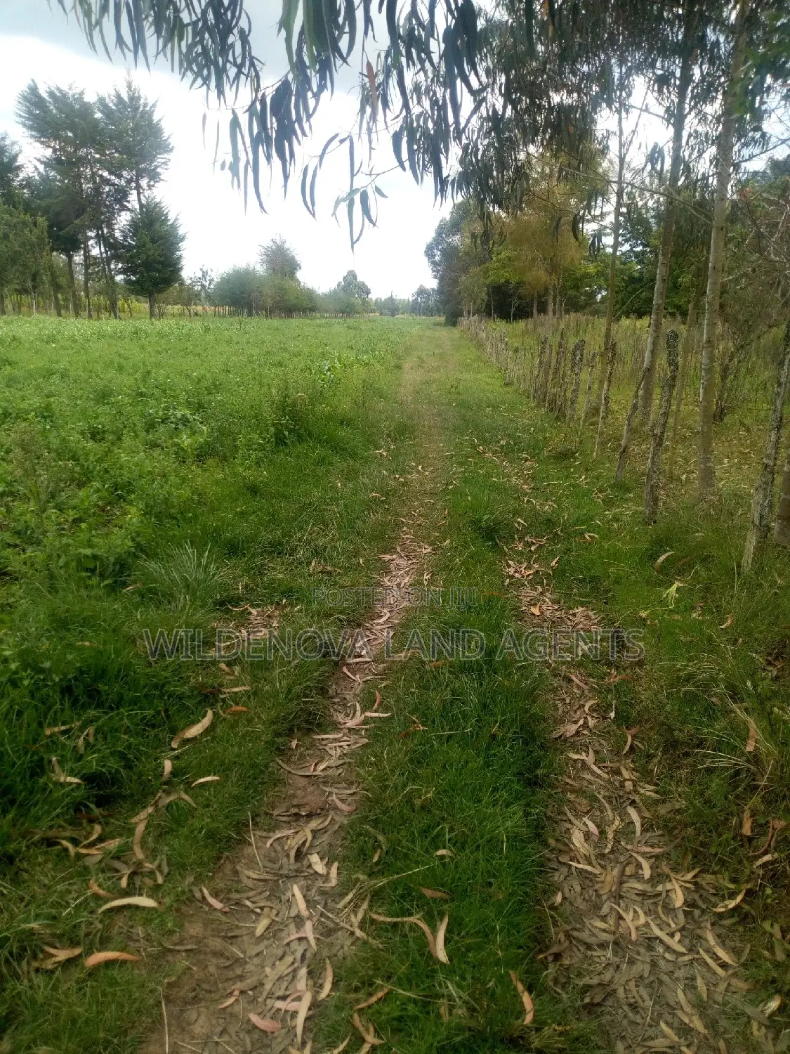 Mwendandu Kinangop Land: Buy Now at Unbeatable Rates in Magumu