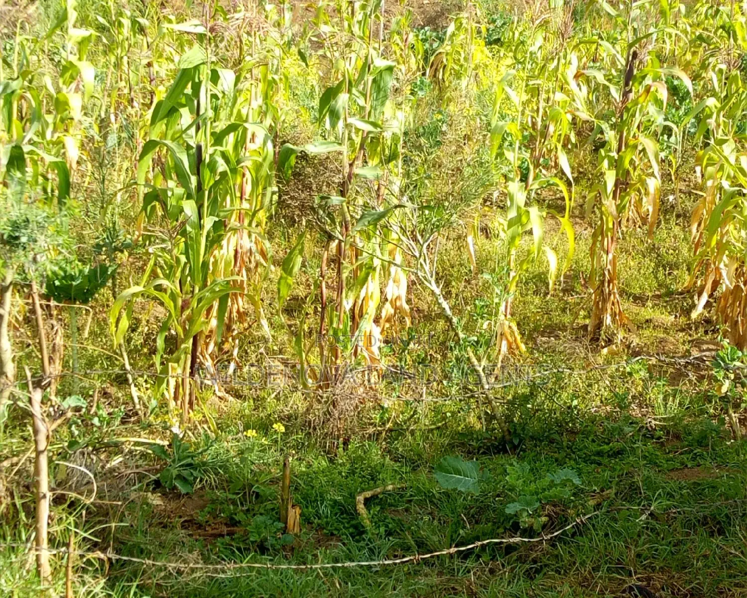 Naivasha Land Sale - 10 Exciting Plots to Consider in Naivasha