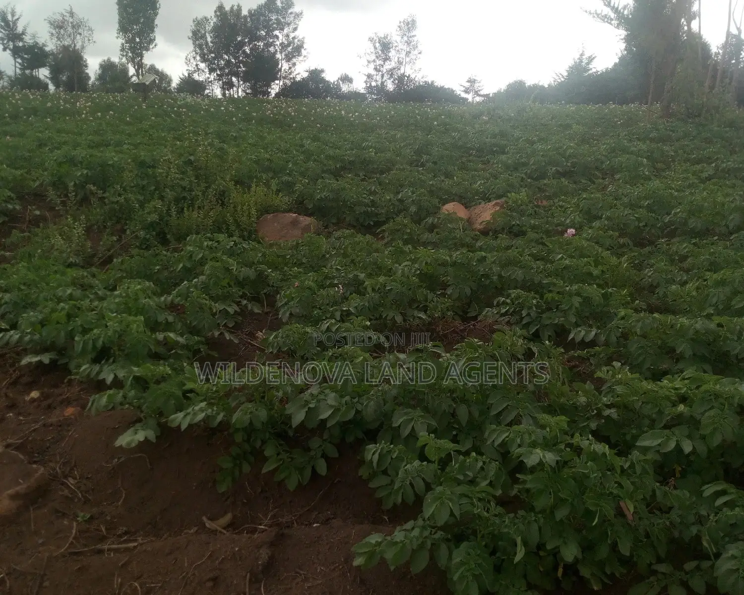 6-Acre Land Opportunity Near Kio Secondary School in Heni, Uganda in Magumu
