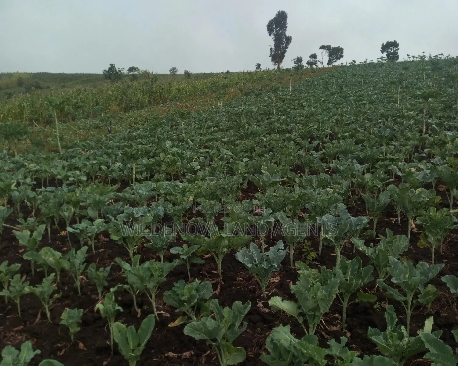 Naivasha 2.5-Acre Property for Sale - Close to Main Road (1km) in Naivasha