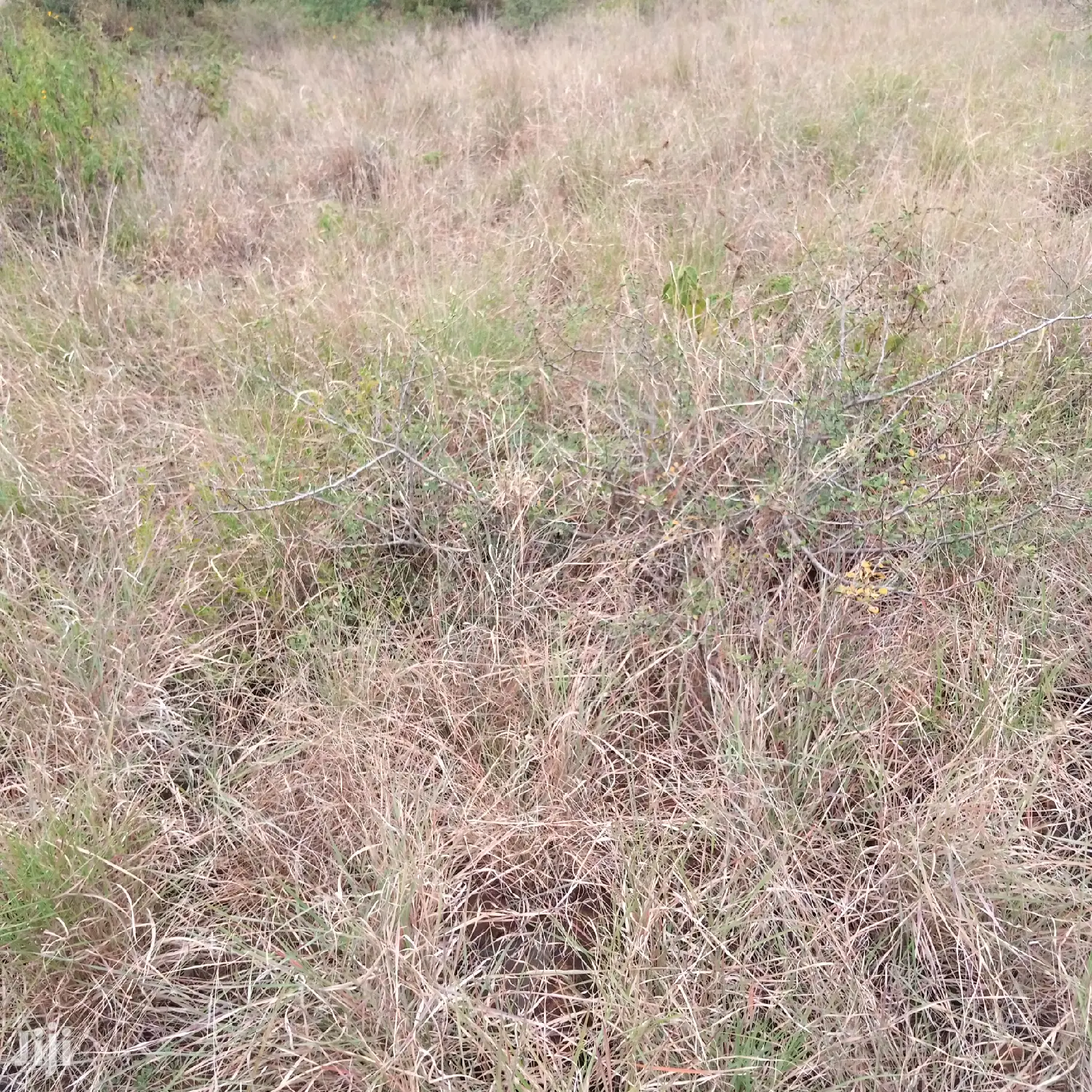 30 Acres Farming Land Lentoko in Ewuaso Oonkidong'I