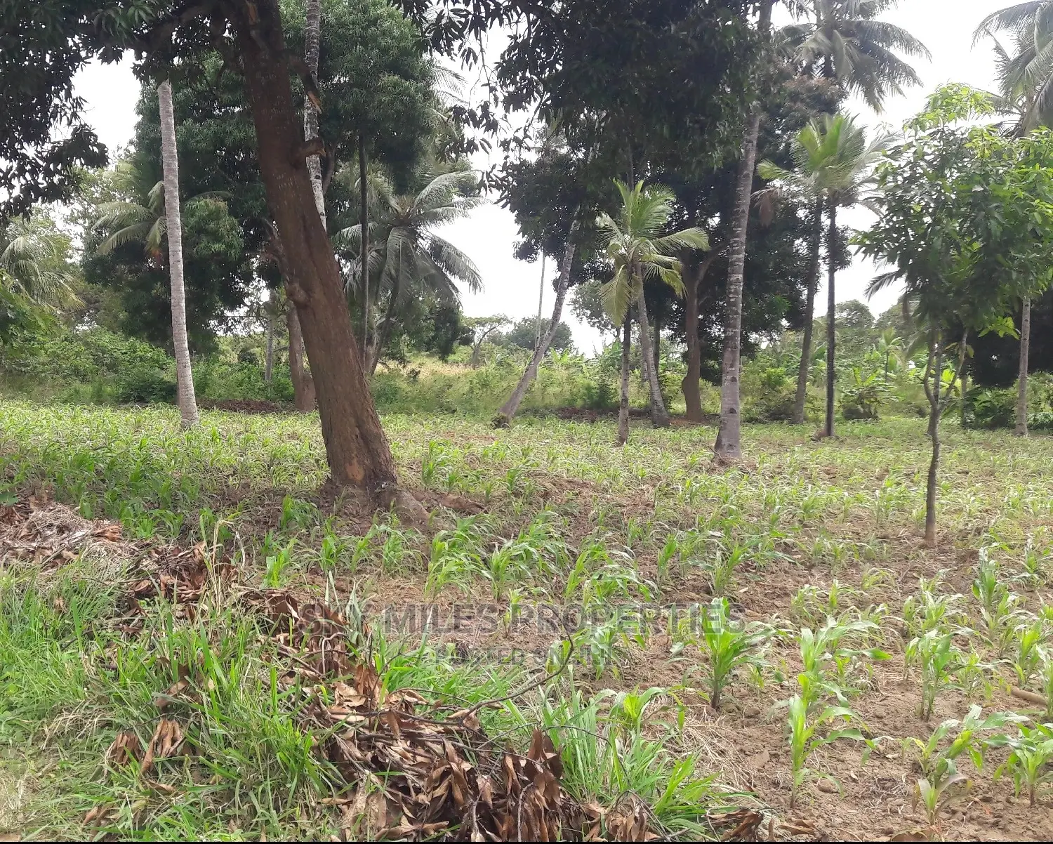 6 Acres of Land - Mtwapa: Affordable, Spacious, and Prime Location in Mtwapa