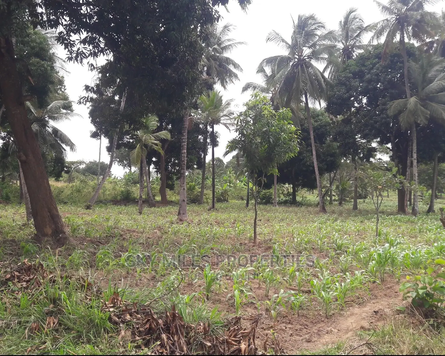 6 Acres of Land - Mtwapa: Affordable, Spacious, and Prime Location in Mtwapa