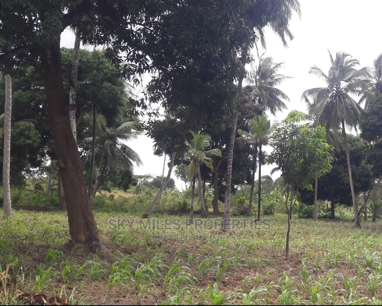 6 Acres of Land - Mtwapa: Affordable, Spacious, and Prime Location in Mtwapa