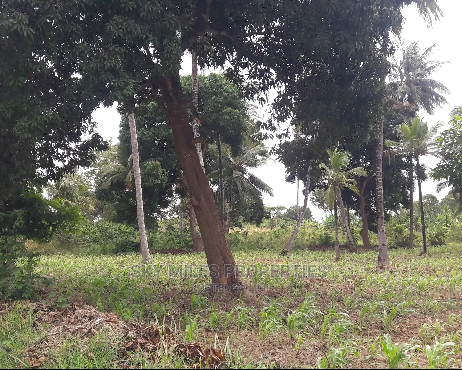 6 Acres of Land - Mtwapa: Affordable, Spacious, and Prime Location in Mtwapa
