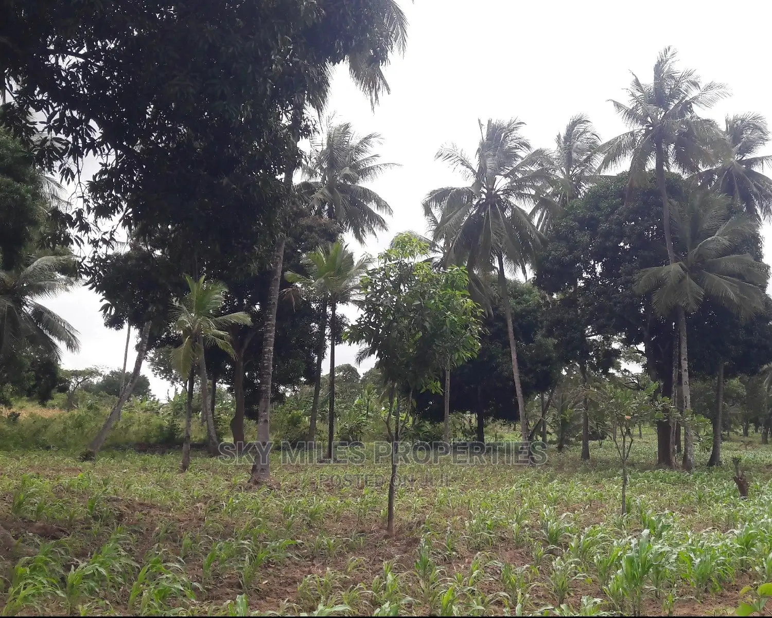 6 Acres of Land - Mtwapa: Affordable, Spacious, and Prime Location in Mtwapa