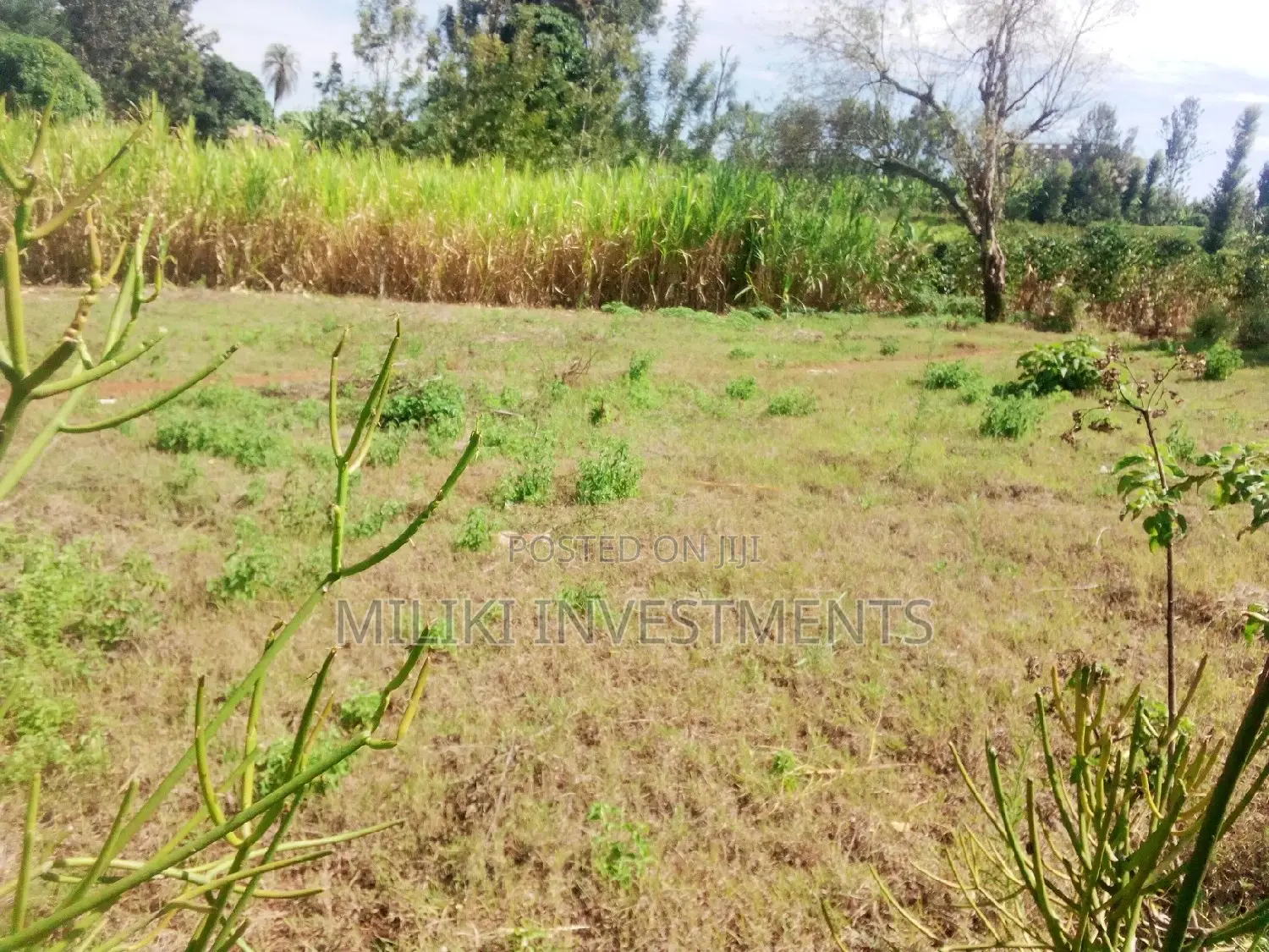 50 by 80 Plot in Kenol - A Perfect Opportunity for Property Investment in Kimorori/Wempa