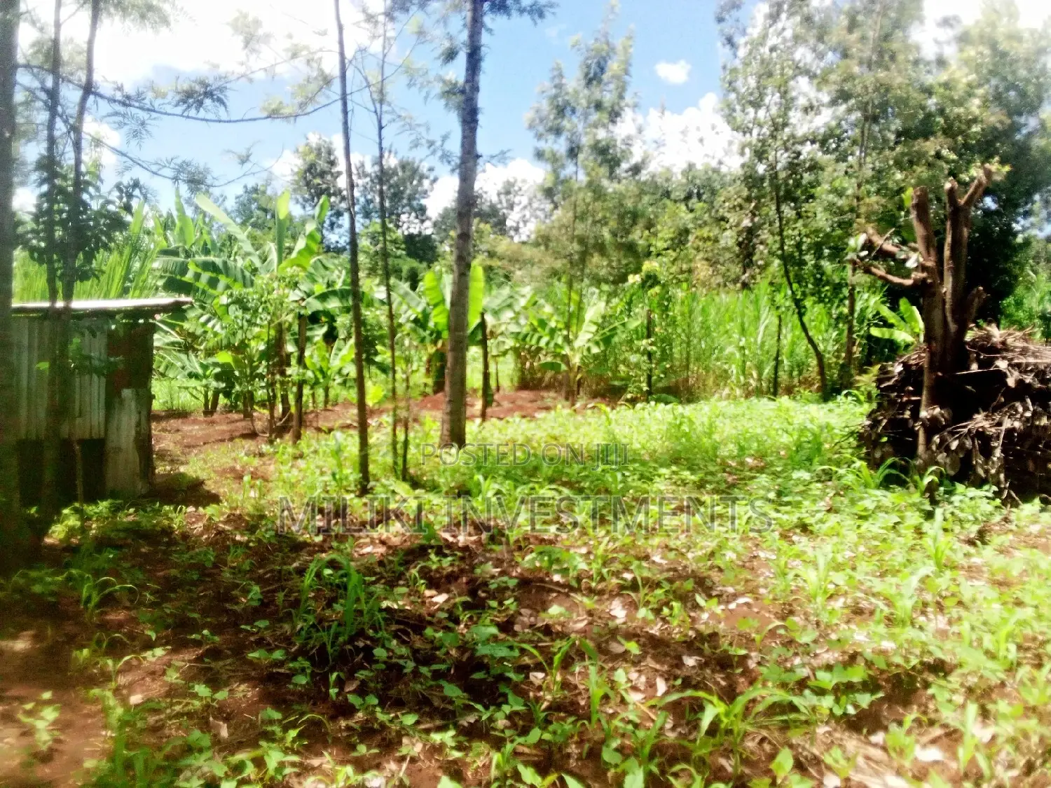 Invest in Kamahuha Real Estate - 1.5 Acre Land Available Now! in Mbiri